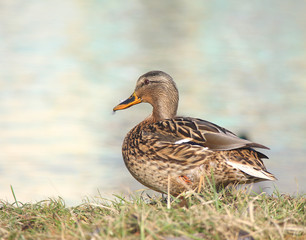 The wild duck costs ashore