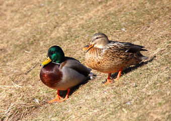 Wild drake and duck ashore
