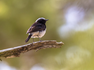 Endemic Cyprus wheatear on branch with green background