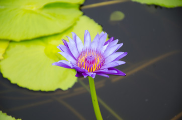 Purple lotus blossom on the water.