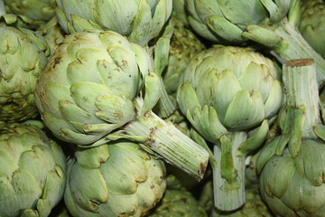 Obraz premium Artichoke is a herbaceous plant with large buds