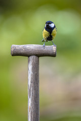 Great tit perched on the handle of a shovel