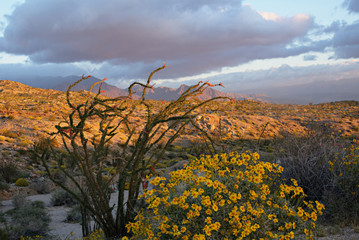 Anza-Borrego Desert at Sunrise B