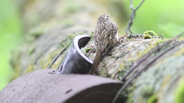 Short toed treecreeper ( Certhia brachydactyla ) nesting on bird house box in woodland