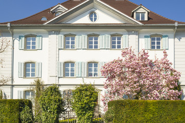Fototapeta na wymiar Spring flowering in old Europe. Gersau, Switzerland - March, 27, 2017: Vintage traditional Swiss building. Magnolia blossoms in front of the house.