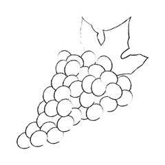 grapes fruit icon image vector illustration design 