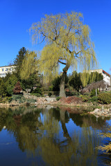 Kwitnąca wierzba nad stawem w Łosiowie, wiosną. © Stanisław Błachowicz