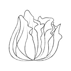 lettuce vegetable icon image vector illustration design 