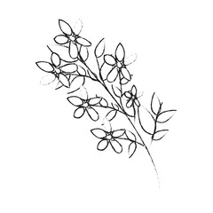 delicate flower icon image vector illustration design 