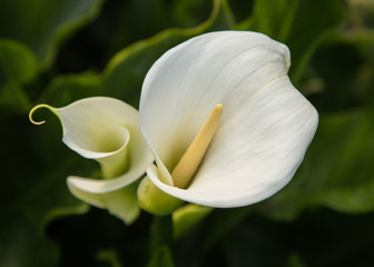 Calla lily