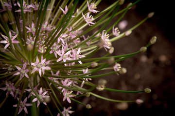 Allium bloom