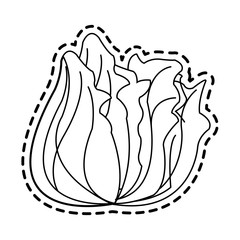 lettuce vegetable icon image vector illustration design 