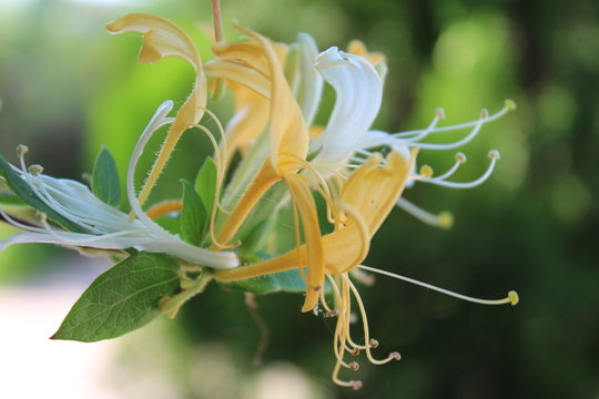 yellow and white honeysuckle flowers in close up