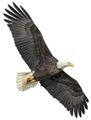 Deurstickers Blad Eagle Clean Background © Greg