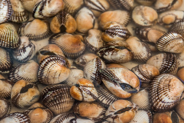 Muscheln auf Fischmarkt in Italien, von oben