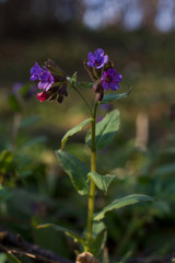 Fototapeta premium Pulmonaria officinalis
