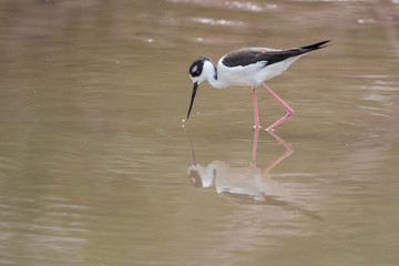 Black-winged stilt, Common stilt, or Pied stilt