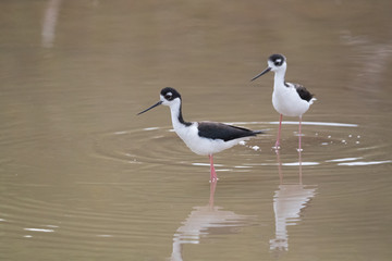 Black-winged stilt, Common stilt, or Pied stilt