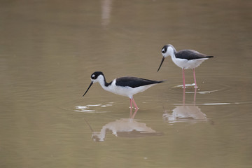 Black-winged stilt, Common stilt, or Pied stilt
