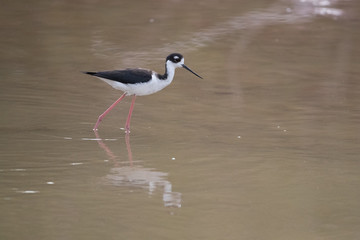 Black-winged stilt, Common stilt, or Pied stilt