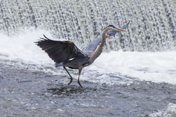Grey great heron fishing bihaind a cascade