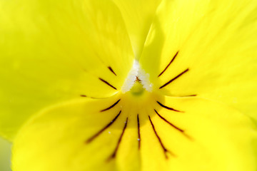 Yellow flower in macro mode 2