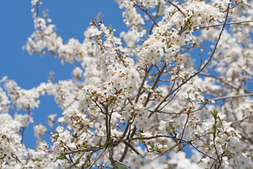 Blühende Wildpflaumen, Mirabellen