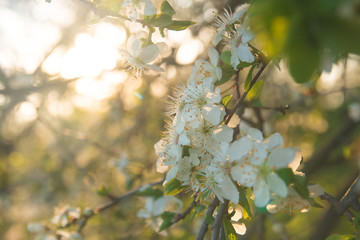 close-up flowering branches of apple trees in the sunset