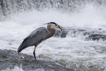 Grey great heron fishing bihaind a cascade