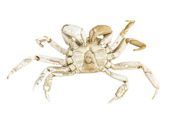 Isolated Crab Top View Shot