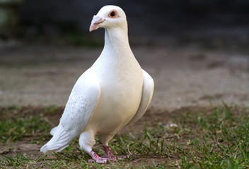 Sporting a white dove on green grass.