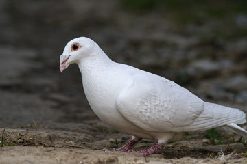 Sporting a white dove on green grass.