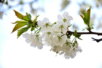 Kirschblüten, Frühlingsbeginn