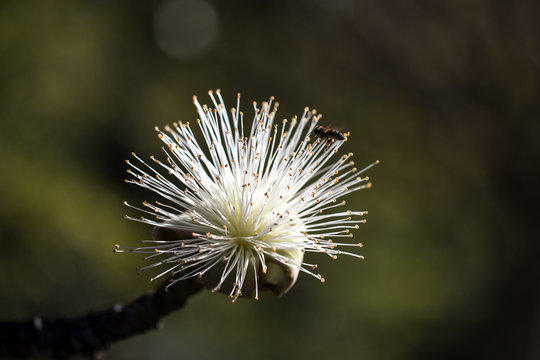 Beautiful White Flower And A Bee.