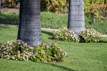 Flowerbeds and palms in the garden.
