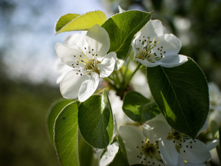 Obstblüte