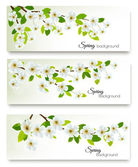 Three spring nature banners with blossom of cherry. Vector.