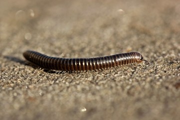 Gemeiner Feldschnurfüßer (Cylindroiulus caeruleocinctus)
