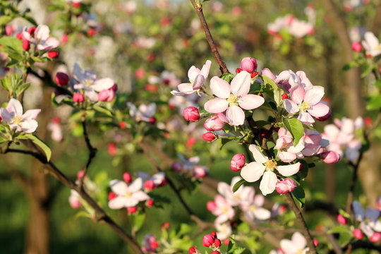 Spring blossom on apple tree in the garden 