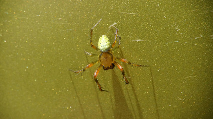 Kürbisspinne metallic