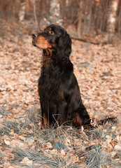 Dog Gordon Setter sitting on brown autumn leaves