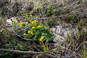Obraz premium Kingcup in bayoulake during spring. Slovakia
