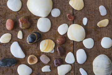 sea shells and pebbles on a wooden background with water drops