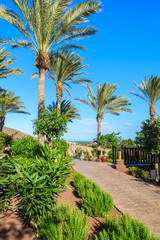 Fototapeta na wymiar Palm trees on walking alley in tropical garden, Fuerteventura, Canary Islands, Spain