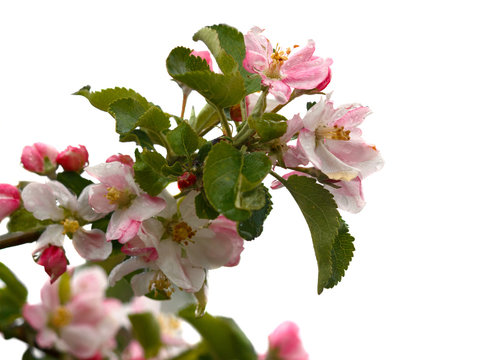 Apple blossom with water drops isolated on white