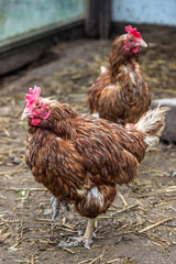 red chicken standing on one leg