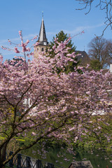Japanische Kirschbl&uuml;te und Kettwiger Altstadt