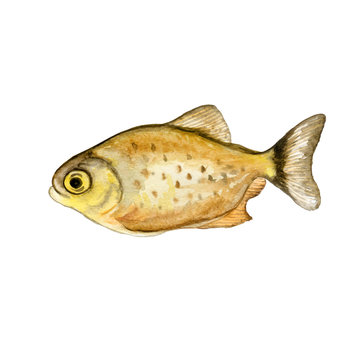Encyclopedia Illustration Watercolor Fish Print