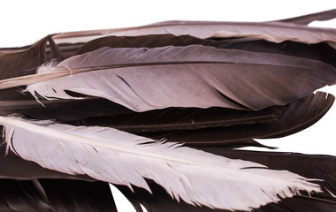 Fototapeta na wymiar Colored feathers on white background