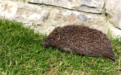 Hedgehog on the grass in nature